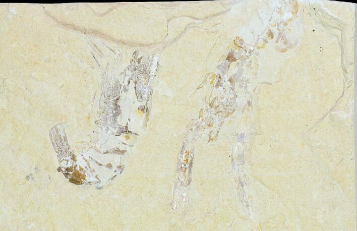 Cretaceous Lobster (Pseudostacus) With Shrimp - Lebanon #147035